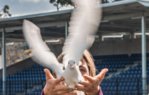 Releasing a dove